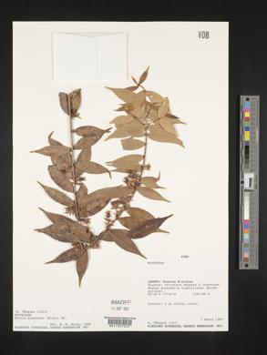 Myrcia bracteata image