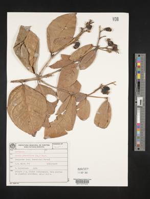 Myrcia grandiflora image