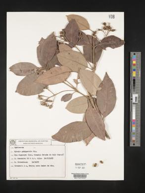 Myrcia pubipetala image