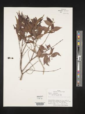 Myrcia splendens image