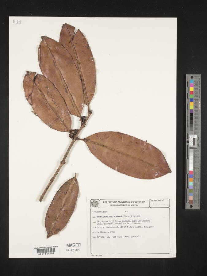 Neomitranthes hoehnei image