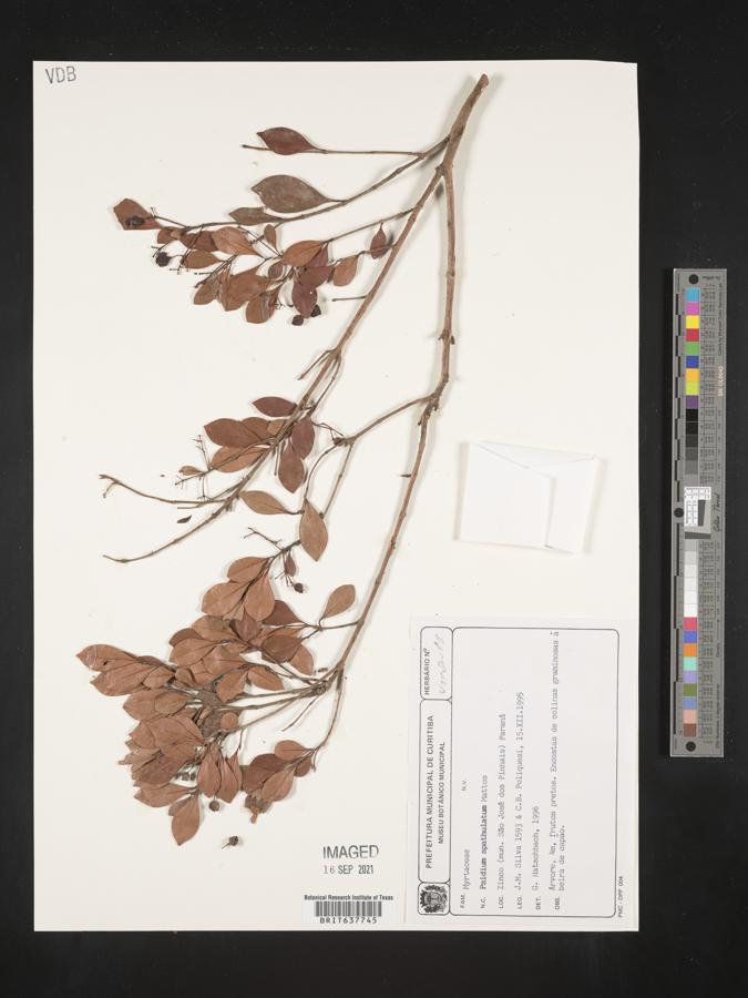 Psidium spathulatum image