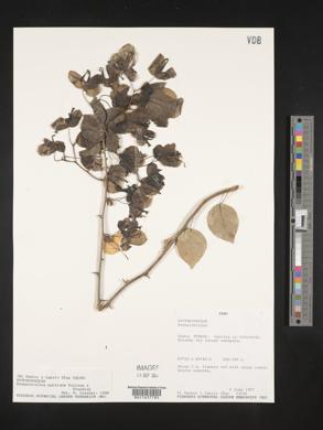 Bougainvillea buttiana image