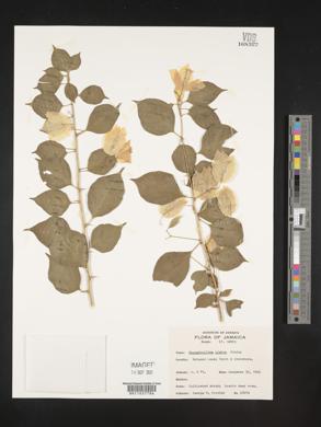 Bougainvillea glabra image