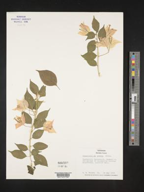 Bougainvillea glabra image