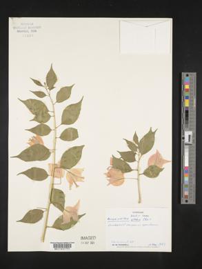 Bougainvillea glabra image