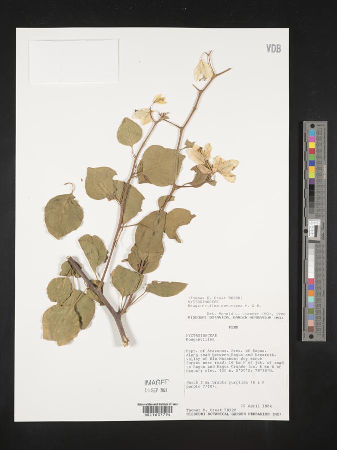 Bougainvillea peruviana image