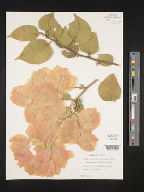 Bougainvillea spectabilis image