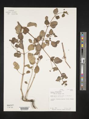 Boerhavia diffusa image