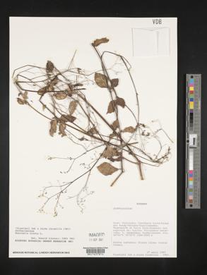 Boerhavia erecta image