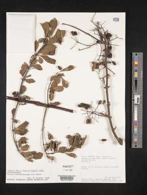 Pisonia macranthocarpa image