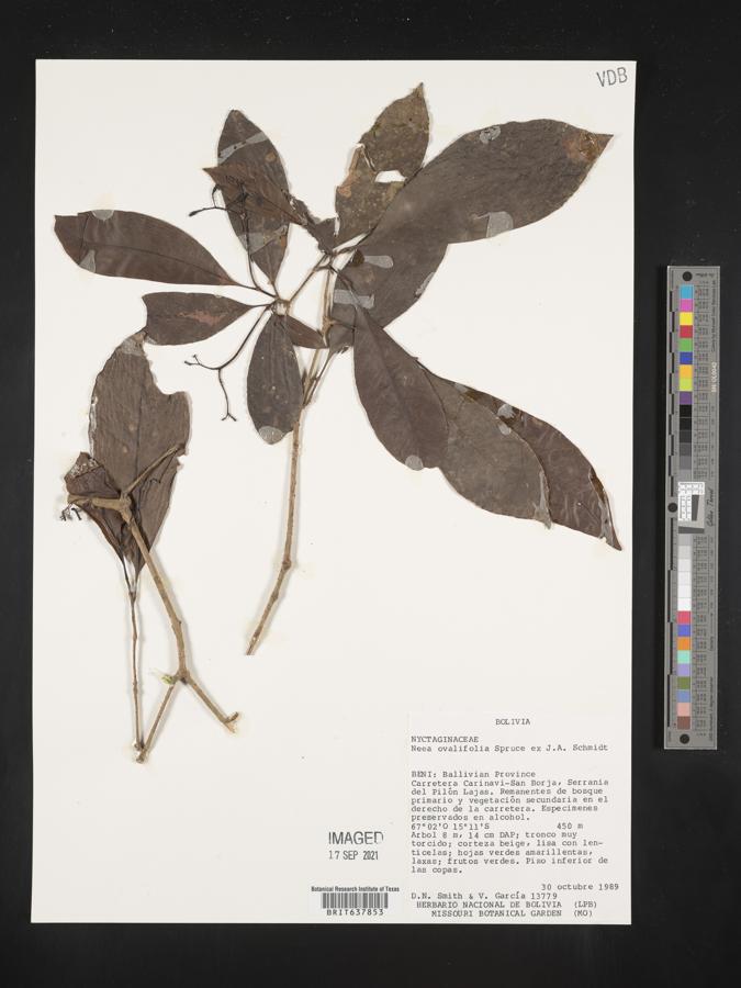 Neea ovalifolia image