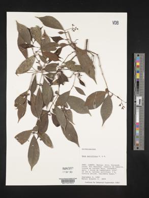 Image of Neea parviflora