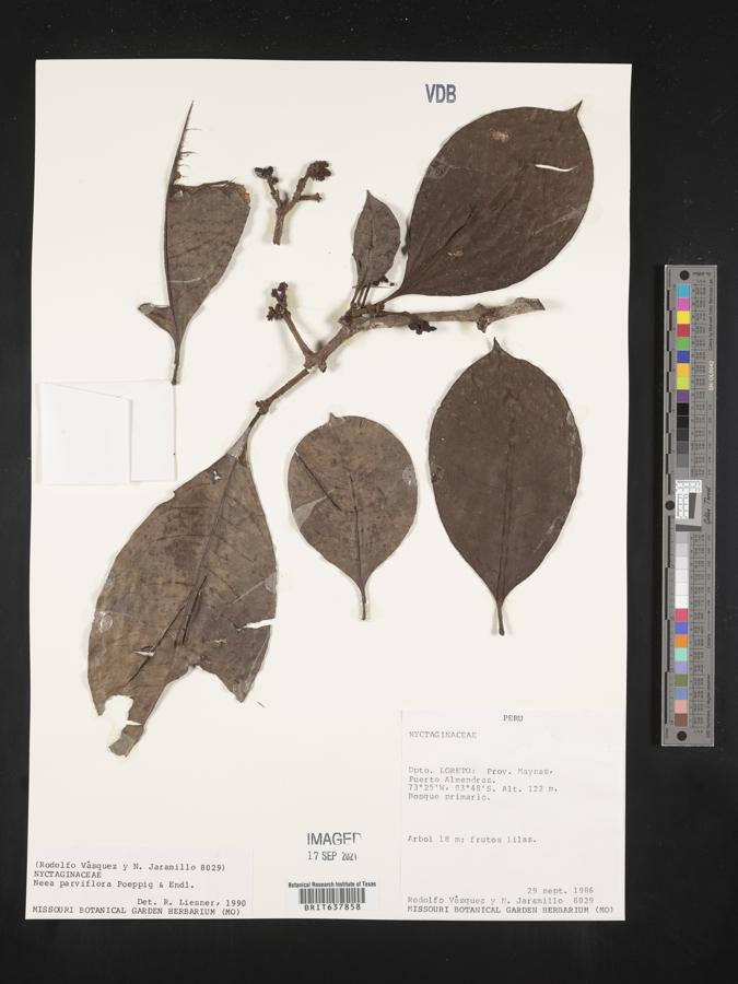 Neea parviflora image