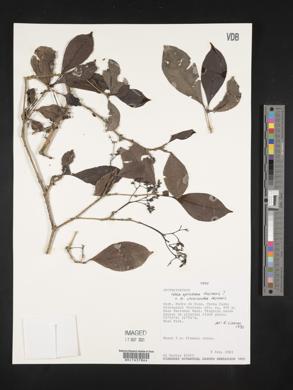 Neea spruceana image