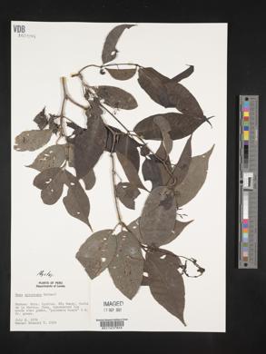 Neea spruceana image