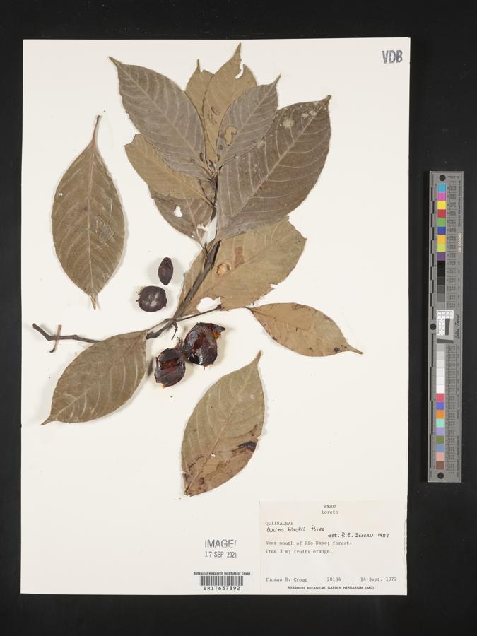Quiina blackii image