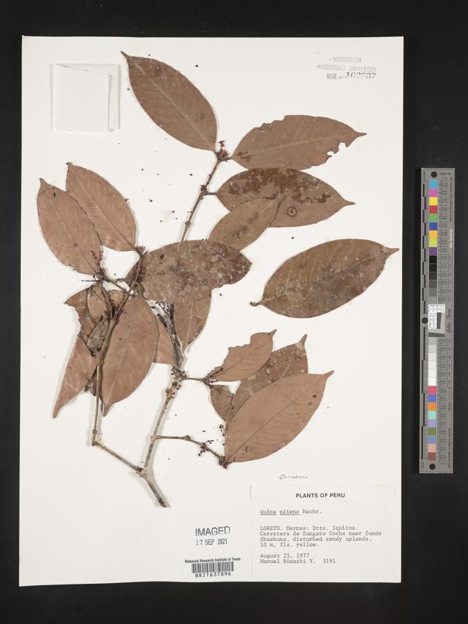 Quiina nitens image