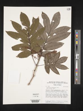 Image of Touroulia guianensis