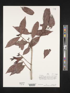 Ouratea iquitosensis image