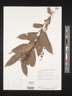 Ouratea lucens image