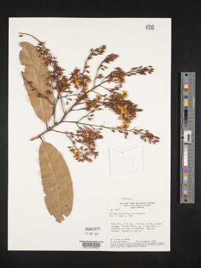 Image of Ouratea hilaireana