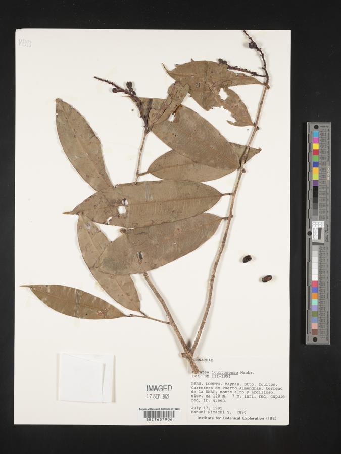 Ouratea iquitosensis image