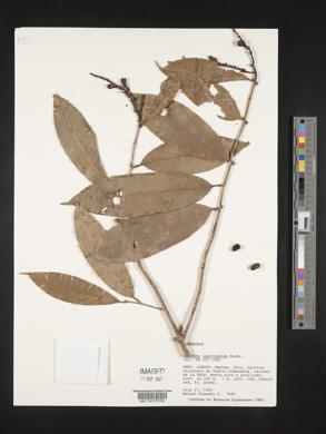 Ouratea iquitosensis image