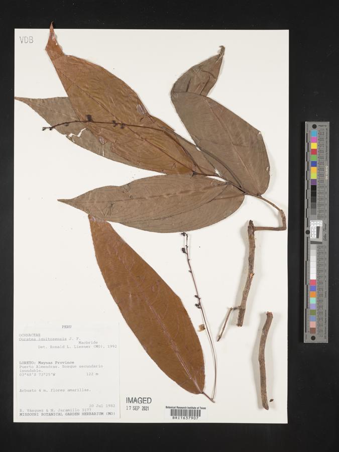 Ouratea iquitosensis image