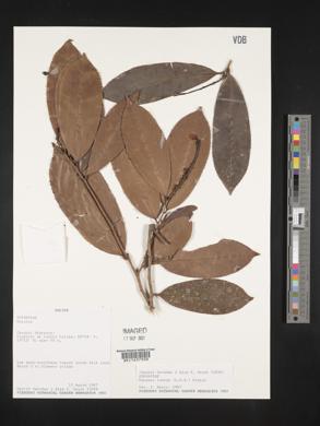 Ouratea lucens image