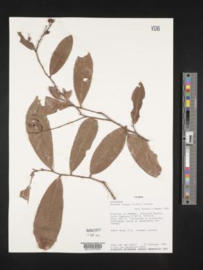 Ouratea lucens image