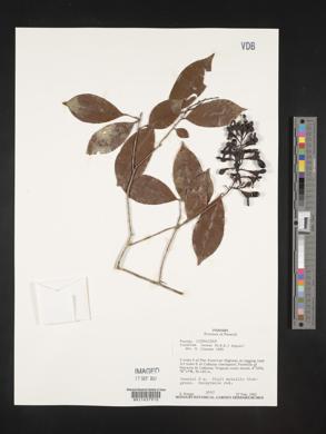 Ouratea lucens image
