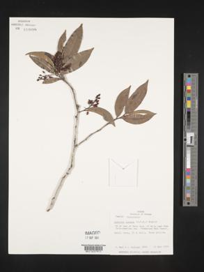 Ouratea lucens image