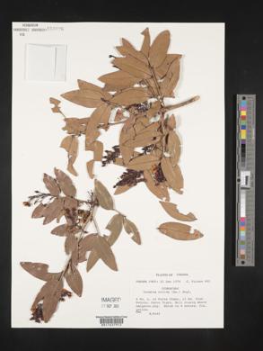 Ouratea nitida image