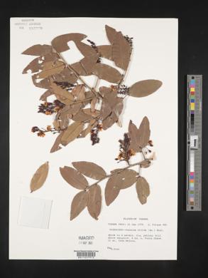 Ouratea nitida image