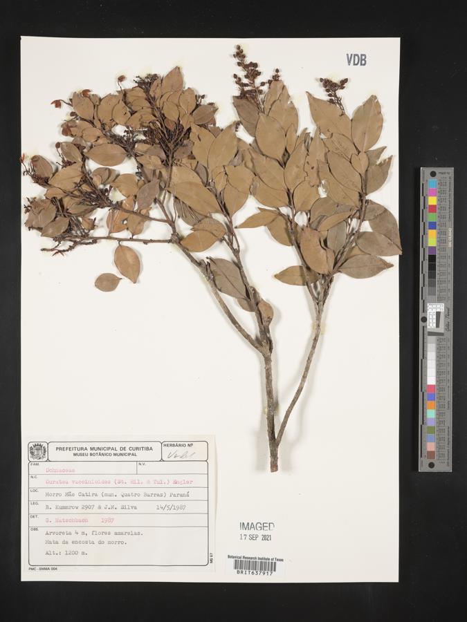 Ouratea vaccinioides image