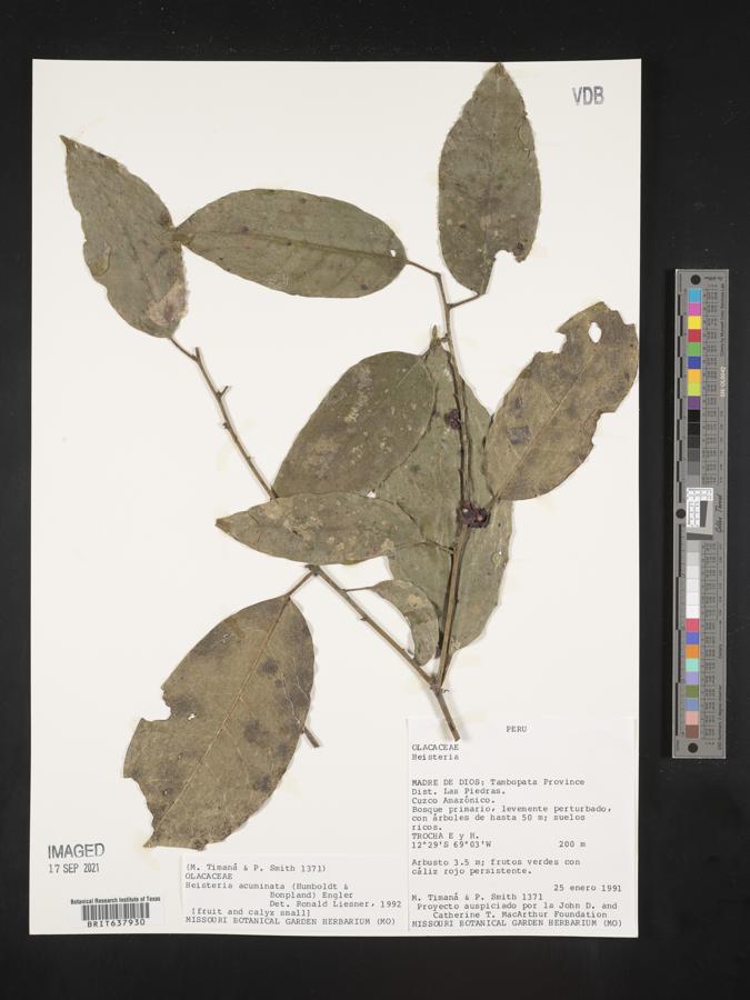 Heisteria acuminata image