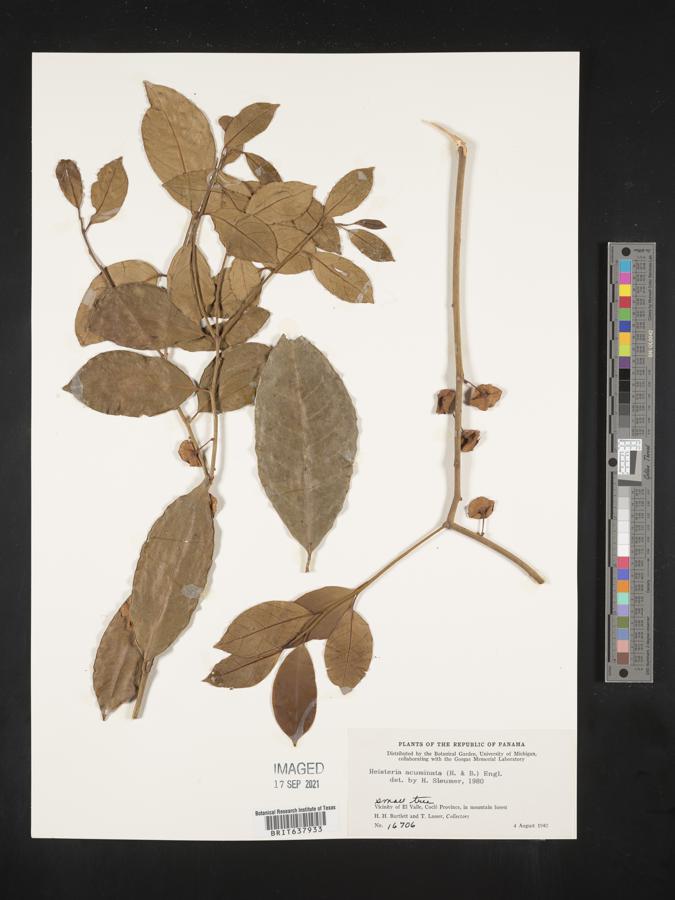 Heisteria acuminata image