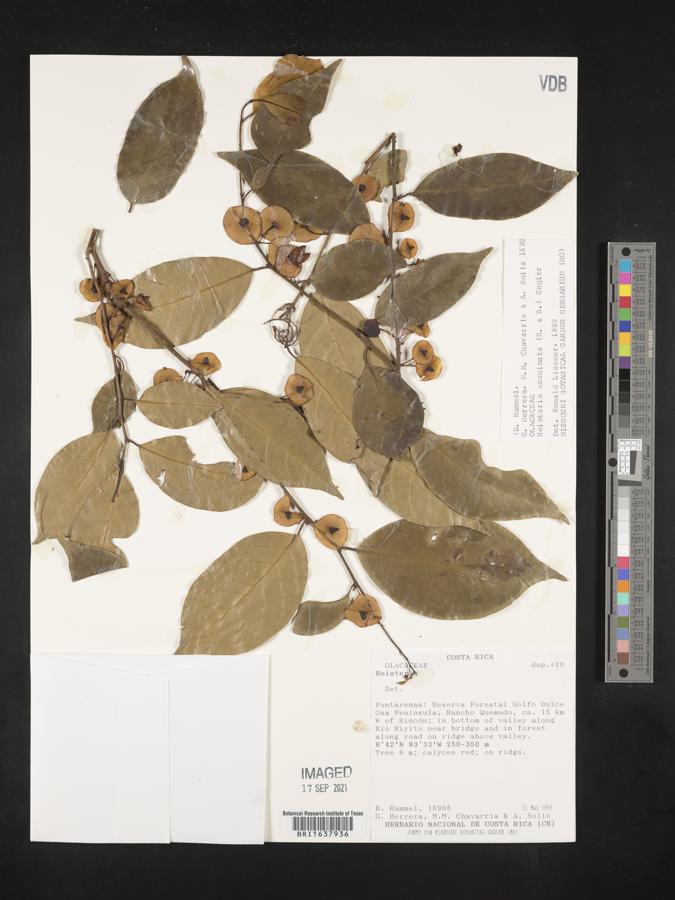 Heisteria acuminata image