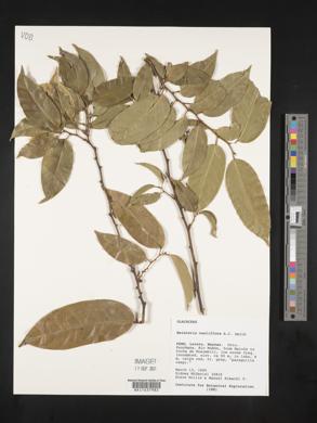 Image of Heisteria cauliflora