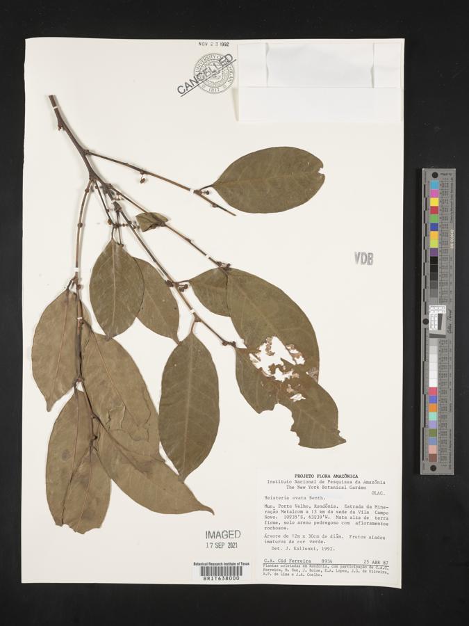 Heisteria ovata image