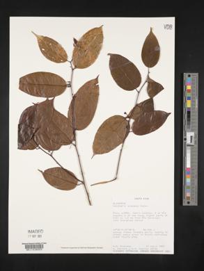 Heisteria scandens image