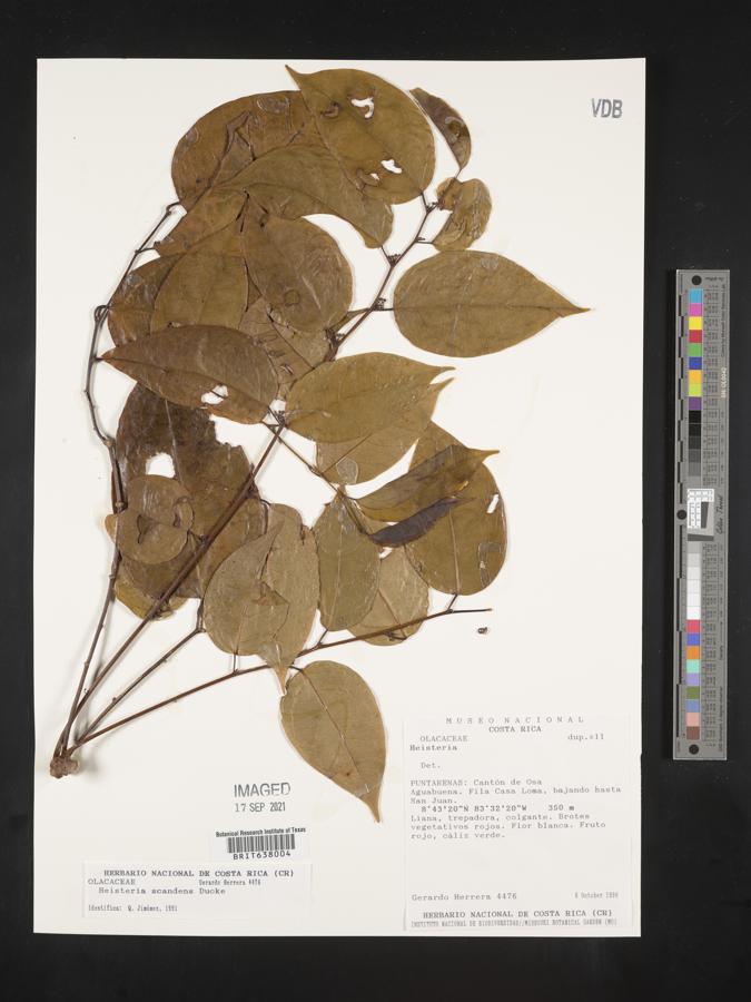 Heisteria scandens image