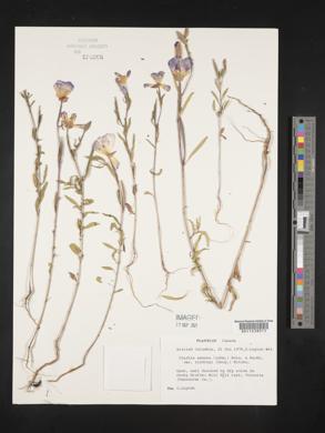 Clarkia amoena var. lindleyi image