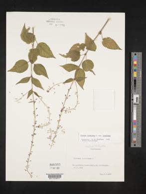 Circaea canadensis image