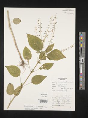 Circaea canadensis image