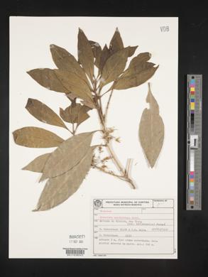 Image of Chionanthus filiformis