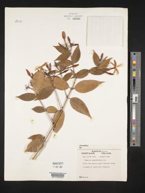 Jasminum amplexicaule image