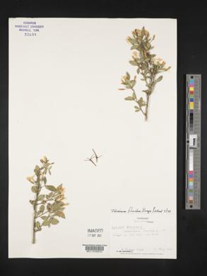 Jasminum floridum image