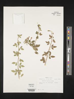 Jasminum floridum image